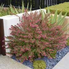 Image result for Cuphea