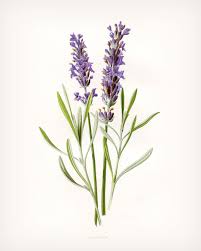Lavender Print Vintage Lavender Art 4 Sizes Antique Etsy In 2020 Botanical Prints Lavender Tattoo Botanical Illustration