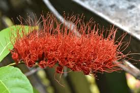 Image result for Combretum acutifolium