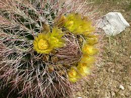 Cactuses are thrifty plants that live in dry regions. History Of The California Barrel Cactus World Of Succulents