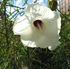 Image result for Hibiscus noldeae