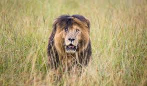 Discover more posts about masai mara. Other Male Lion Coalitions From Masai Mara