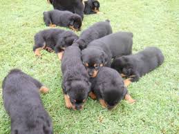 Shih tzu puppies need home asap. Rottweiler Puppies For Sale Lexington Nc 306703