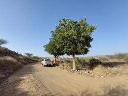 Image result for Dobera