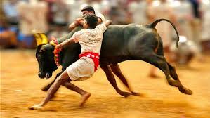 Jallikattu is a 2019 malayalam drama movie, which has been directed by lijo jose pellissery and produced by thomas panicker. Palamedu Jallikattu 2020 The Race Begins Today On Pongal Festival At Palamedu Tamil Nadu