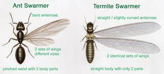 Maybe you would like to learn more about one of these? Your Neighbor And Their Termites Tomlinson Bomberger
