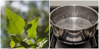 Daun pokok kapal terbang berbentuk tirus seakan tiga segi dengan warna hijau sederhana gelap. Daun Kapal Terbang Ubati Kencing Manis Anda Silap Ini Bahayanya