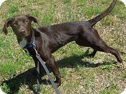 She loves to go on walks, play with other dogs, and cuddle with her humans. Washington Pa Labrador Retriever Meet Chocolate Lab Mix Puppy A Pet For Adoption