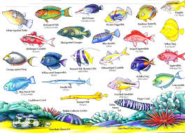 saltwater fish names hawaiian reef fish guide types of