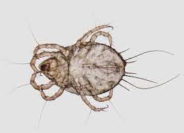 These mites feed on avian hosts. Detia Degesch Group