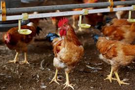 Le virus h5n8 est une souche hautement pathogène qui est à l'origine de nombreux cas de grippe aviaire en europe. Grippe Aviaire H5n8 La Russie Dit Avoir Detecte Le Premier Cas De Transmission A L Humain