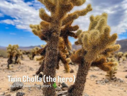 Mark Vins | I've dealt with some brutal desert hazards, but cholla cactus might be the most painful! #painful #cactus #cholla #bravewilderness #desert | Instagram