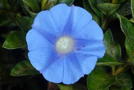 Image result for Ipomoea linosepala