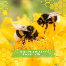 Maybe you would like to learn more about one of these? Bee More Kind World Bee Day Wheatsfield Co Op Grocery Ames Iowa
