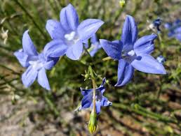 Desert bluebells are perennial herbs that grow to 40cm tall Australian Bluebell Ausemade