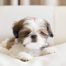 Check spelling or type a new query. 1 Shih Tzu Puppies For Sale In Phoenix Az Uptown