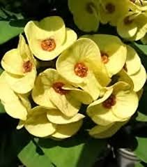 Image result for Euphorbia eylesii