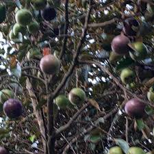 Image result for Chrysophyllum