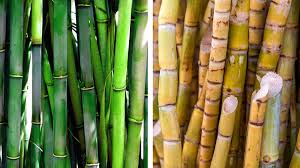 Check spelling or type a new query. Chew On Twitter Scientists Have Developed Tableware Made From Sugar Cane And Bamboo That Biodegrades In Just 60 Days But Will Stand Up To A Hot Cup Of Coffee Https T Co 437loljca9 Https T Co Yxgfsihzyr