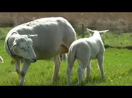 Op hema.nl vind je alles om het leven leuker én makkelijker te maken. Boerderij Kleuteridee