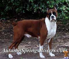 He has awesome boxy features and a very soft thick coat. Boxer Puppy For Sale Akc Boxer Puppies Ultra Flashy To Semi Flashy Fa 9 Years Old