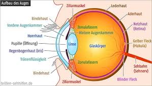 Aufbau Des Auges Anatomie Lernen Medizin Studieren Auge Aufbau