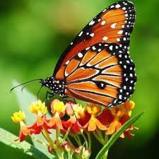 Baca episode terbaru ngopi, yuk! Butterfly Mariposa Kupukupu Home Facebook