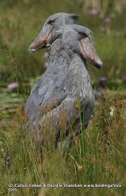 We Customise African Birding Tours From Cape Town To Cameroon And Madagascar Shoebill Shoebill Stork Shoebill Bird