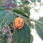 Image result for Diospyros dichrophylla