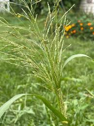 Image result for Panicum funaense