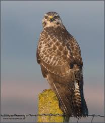 Ontegenzeggelijk is de buizerd de meest succesvolle roofvogel van nederland wat betreft aantal ontwikkeling. Er Dreigt Gevaar Prachtige Vogels Roofvogels Buizerd