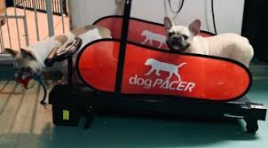 Our french bulldog puppies for sale come from either usda licensed commercial breeders or hobby breeders with no more than 5 breeding mothers. Frenchepuppies Org