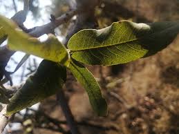 Image result for Orthochilus mechowii