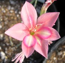 Image result for Gladiolus bellus