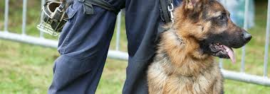 From sheepdog in germany to guide dog in america to universally loved and admired canine. German Shepherds In The Top 5 Most Damaging Dog Bites By Breed O Hara Law Firm