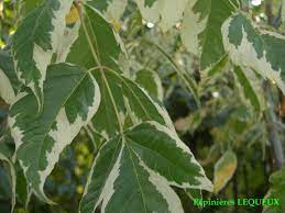 Nine & tenne offer luxury catered chalets in chatel. Pepinieres Lequeux