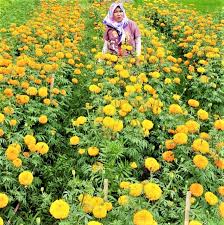 Naima panen bunga gemitir di kebun desa tinggan #kebunbungagemitir #gemitir #desatinggan #pelaga. Bermesraan Dengan Bunga Bunga Di Taman Gemitir Bali Indonesia Traveler