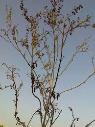 If your tree is dying, find out why first. How To Save Tulsi Plant From Dying Vegetable Gardenerx