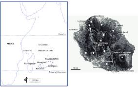 Image result for Crepidomanes inopinatum