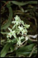 Image result for Angraecopsis parviflora