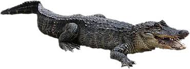 Choose from over a million free vectors, clipart graphics, vector art images, design templates, and illustrations created by artists worldwide! Free Alligator Animations Alligator Clipart