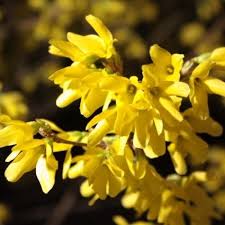 Citrus Swizzle Forsythia Buy Online At Nature Hills Nursery In 2020 Early Spring Flowers Bloom Blossom Forsythia