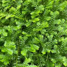 Image result for Selaginella kraussiana