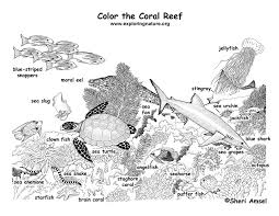 Sea turtles live in warm the equatorial and tropical marine waters. Coral Reef Labeled Coloring Page
