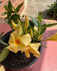 Image result for dipladenie žlutá obrázek