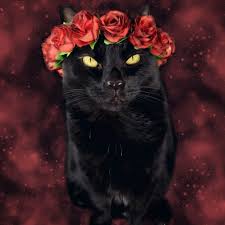 Black And Red Cat Black Cat Wearing A Red Rose Flower Crown Cat Birthday Cat Cosplay Caturday