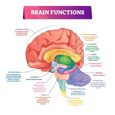 Supplies the anterior brain and the vertebral a. Brain Functions Vector Illustration Labeled Explanation Organ Parts Scheme Stock Vector Illustration Of Graphic Hypothalamus 154898701