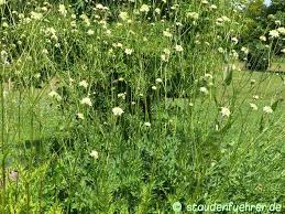 Image result for Cephalaria pungens