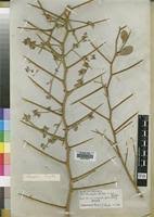 Image result for Balanites pedicellaris