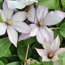 We did not find results for: Clematis Samaritan Jo Kaufen Sie Pflanzen Bei Coolplants